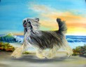 chinese crested dog "Old Chum´s Goldmine"