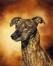 greyhound