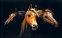 arabian horses
