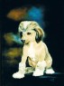 chinese crested dog puppy
