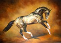 akhal teke Gaon Shael