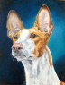 podenco ibicenco