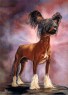 chinese crested dog "Moonswift Devil"
