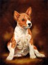 basenji