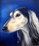 saluki