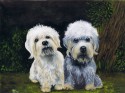 dandie dinmont terrier