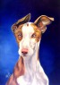 podenco ibicenco