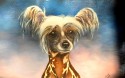 chinese crested dog  "Henry Modrý květ"