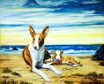 podenco ibicenco
