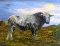bull "Orin"