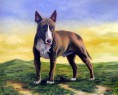 bullterrier