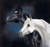 arabian horses