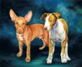 pharao hound & podenco ibicenco