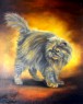 persian cat