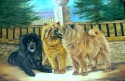 chow - chow