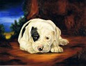 american bulldog
