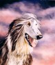 afghan hound
