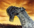 kerry blue terrier