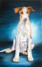 podenco ibicenco puppy