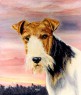 foxterrier