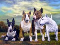 bullterriers