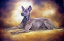 thai ridgeback