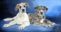 great dane puppies