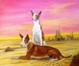 podenco ibicenco