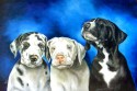 great dane puppies