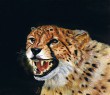gepard