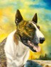bullterrier
