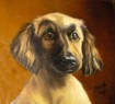 afghan hound "Brit"