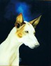 podenco ibicenco