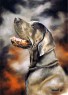 great dane