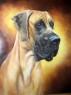 great dane