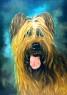 briard