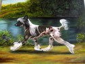 chinese crested dog "Nikki"