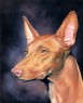 pharaoh hound