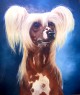 chinese crested dog  "Gessi Modrý květ"