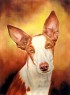 podenco ibicenco