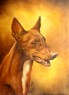 pharao hound