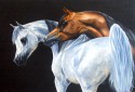 arabian horses