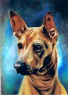 thai ridgeback