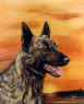 dutch shepherd