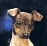 brasilian terrier