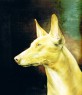 pharaoh hound