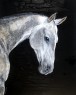 akhal teke