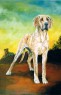 great dane