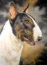 bullterrier