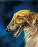 borzoi